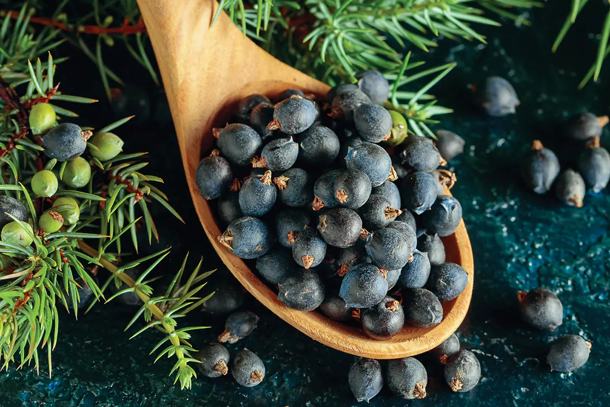 Juniper Berries (Macedonia)